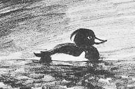 Viggen Hornborgasjöns tidigare karaktärsfågel