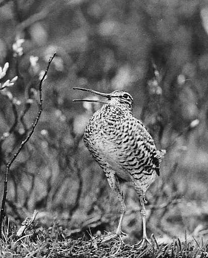 Great Snipe Gallinago media at  Sveipa Sweden 