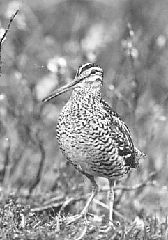 Great Snipe Gallinago media at  Sveipa Sweden 