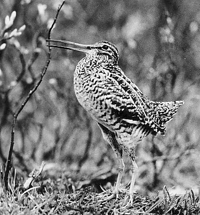 Great Snipe Gallinago media at  Sveipa Sweden 