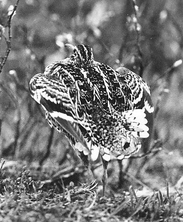 Great Snipe Gallinago media at  Sveipa Sweden 