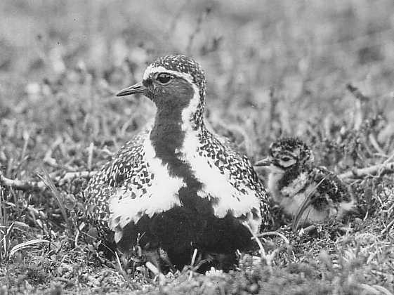 Golden Plover (Pluvialis apricaria altifrons